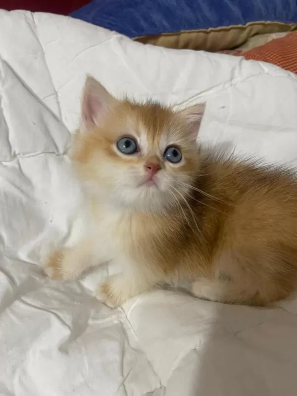 Tatlımı Tatlı Golden Renginde Kodlu Safkan Kedilerim