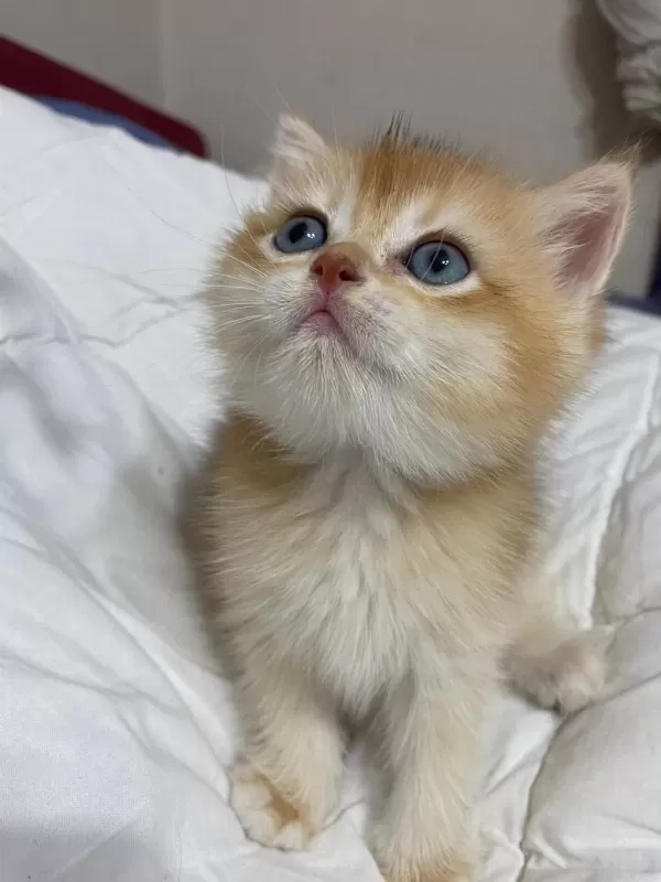 Tatlımı Tatlı Golden Renginde Kodlu Safkan Kedilerim