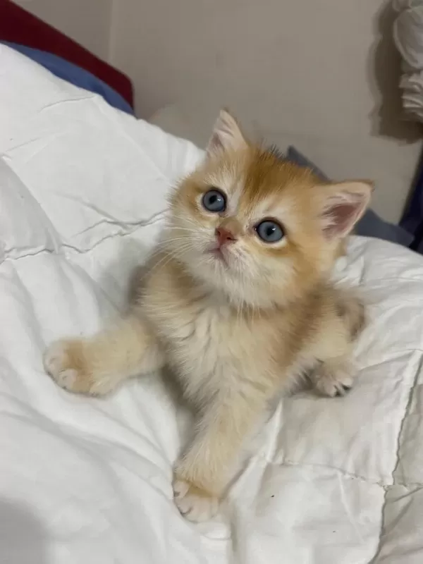 Tatlımı Tatlı Golden Renginde Kodlu Safkan Kedilerim