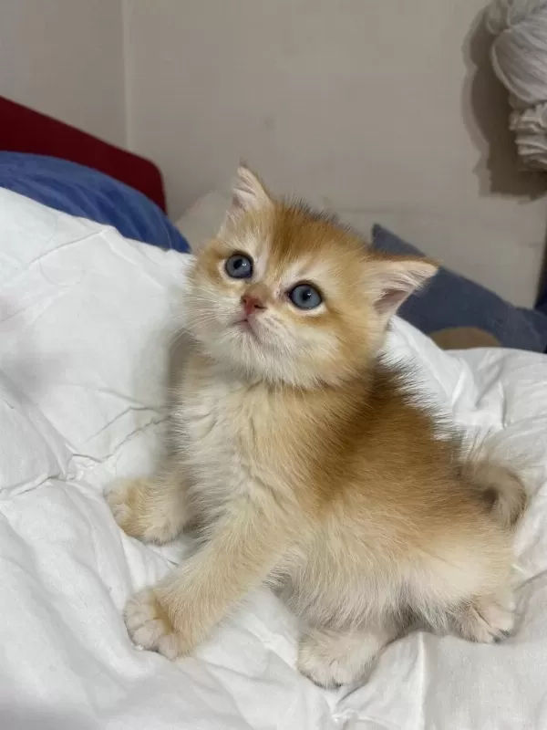 Tatlımı Tatlı Golden Renginde Kodlu Safkan Kedilerim