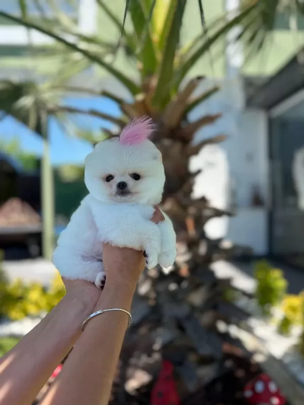 Orjinal Pomeranian Boo