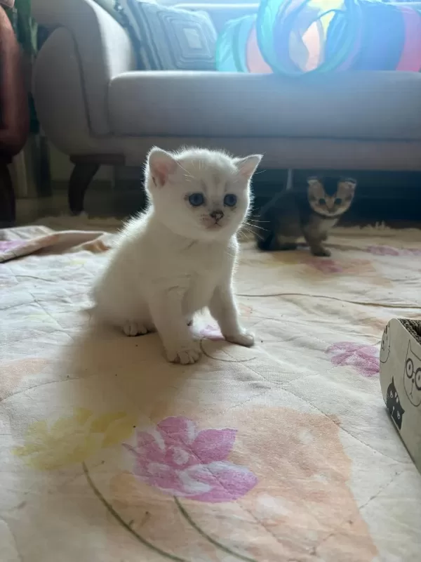 Beyaz Gri Sarı Renklerde Sakin Tatlı Cins Yavru Kedilerim