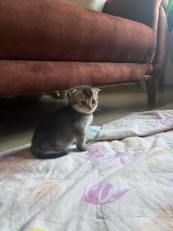 Beyaz Gri Sarı Renklerde Sakin Tatlı Cins Yavru Kedilerim