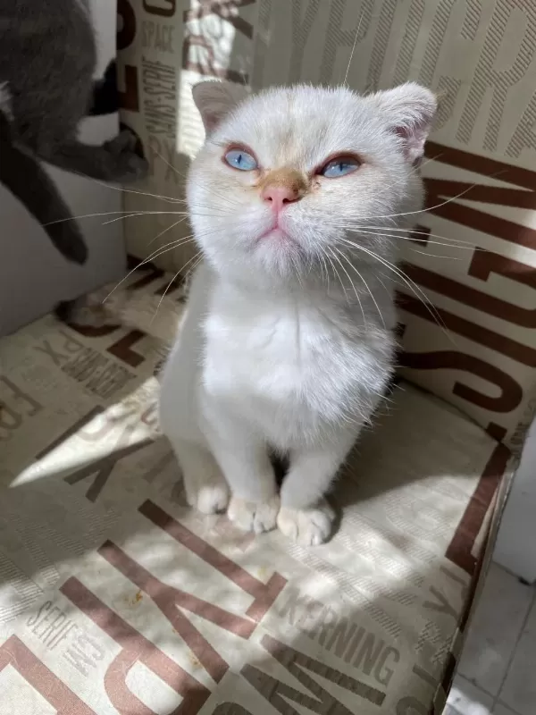 Kendini Deli Gibi Sevdiren Scottish Fold Yavrularım