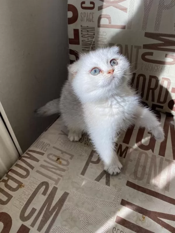 Kendini Deli Gibi Sevdiren Scottish Fold Yavrularım