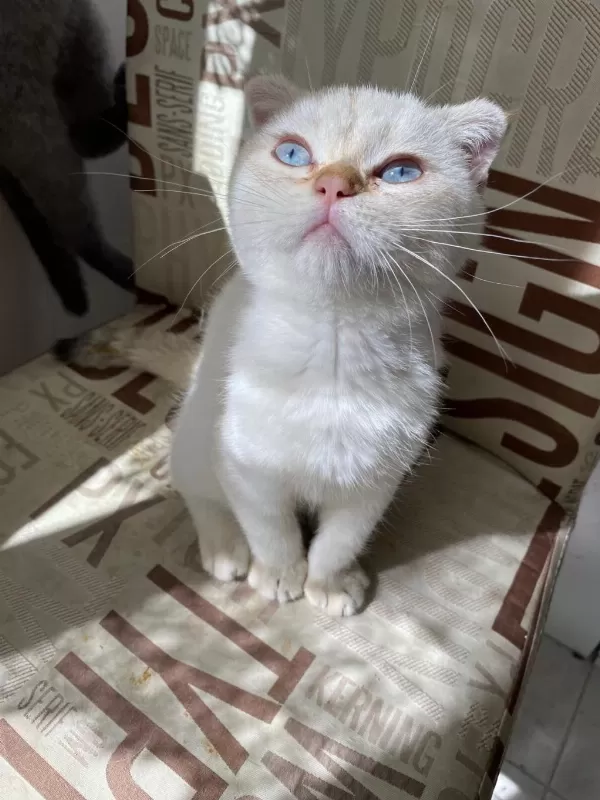 Kendini Deli Gibi Sevdiren Scottish Fold Yavrularım