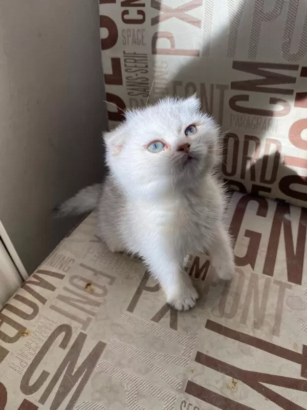 Kendini Deli Gibi Sevdiren Scottish Fold Yavrularım