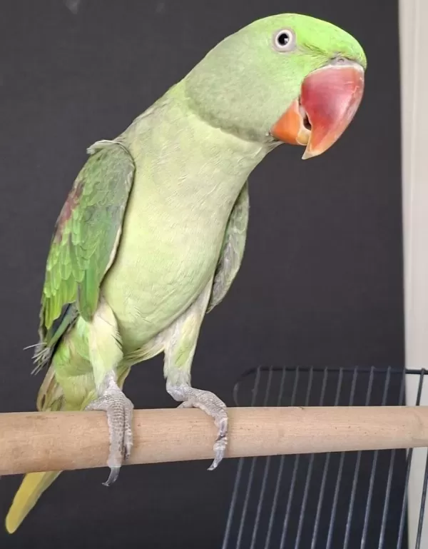 Erkek Jumbo Boy Alexander