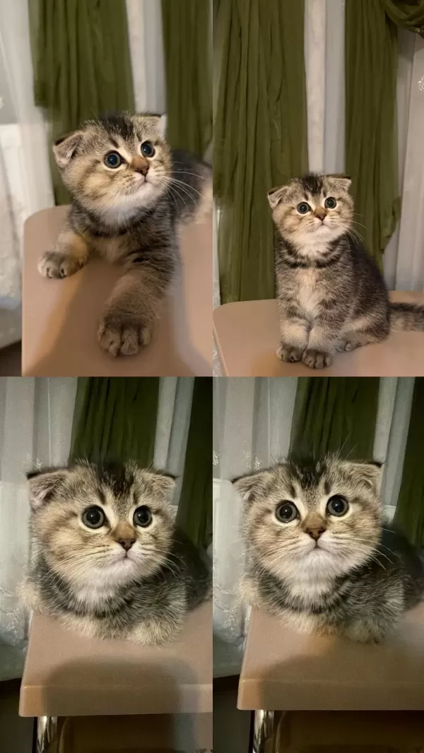 65 Günlük Yavru Scottish Fold Erkek