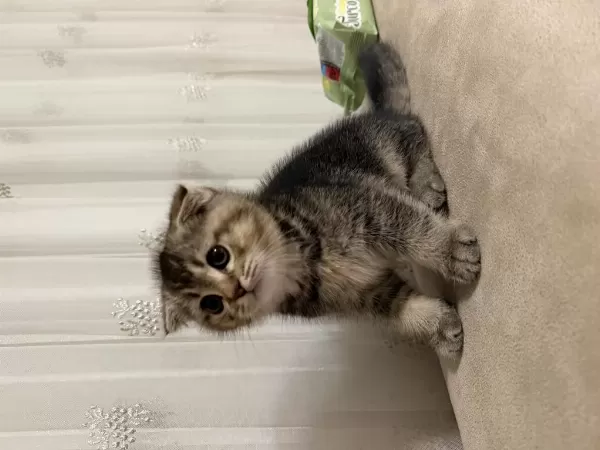 65 Günlük Yavru Scottish Fold Erkek