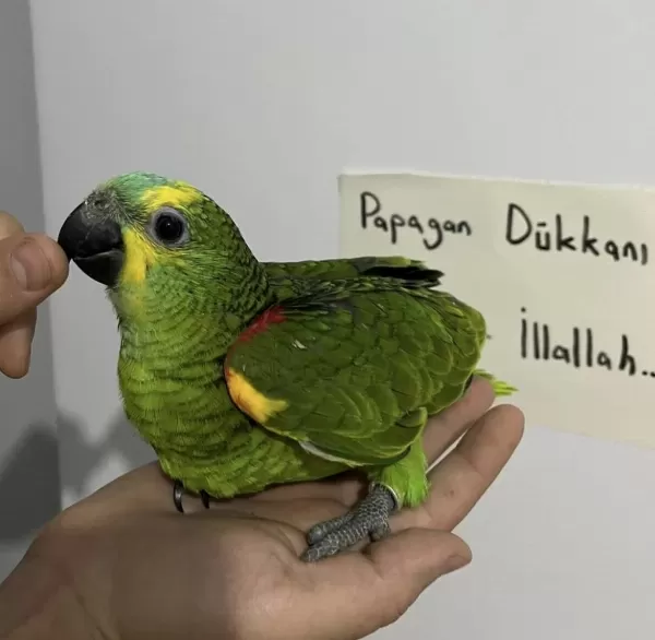 El Besleme Bebek Full Evcil Amazon Papağani