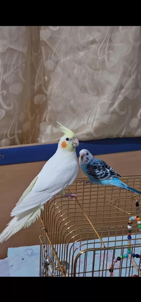 Lutino Sultan Papağanı