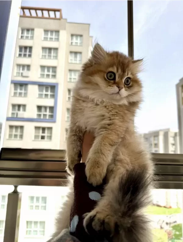 Golden British Longhair
