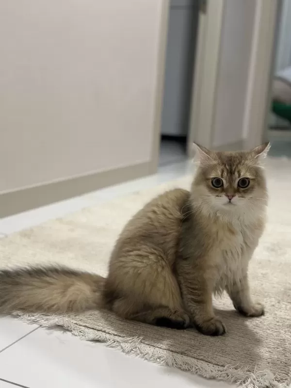 Golden British Longhair