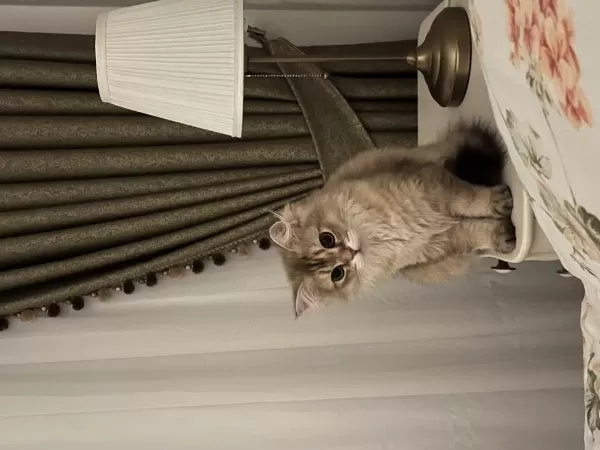 Golden British Longhair