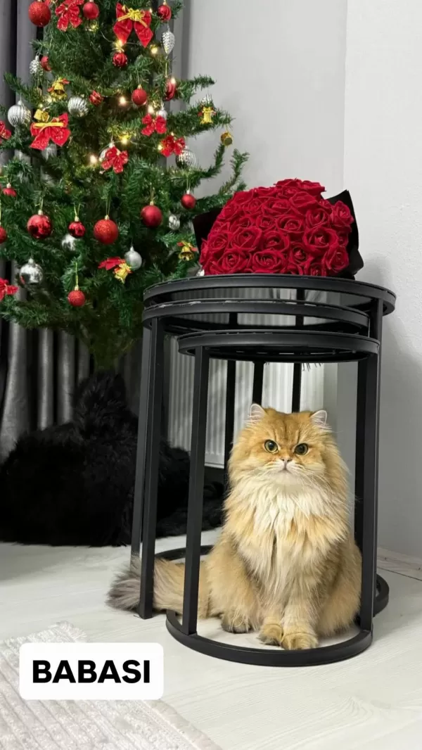 Golden British Longhair