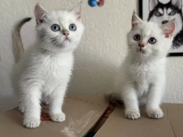 Ankarada Ziyarete Açık Golden British Shorthair