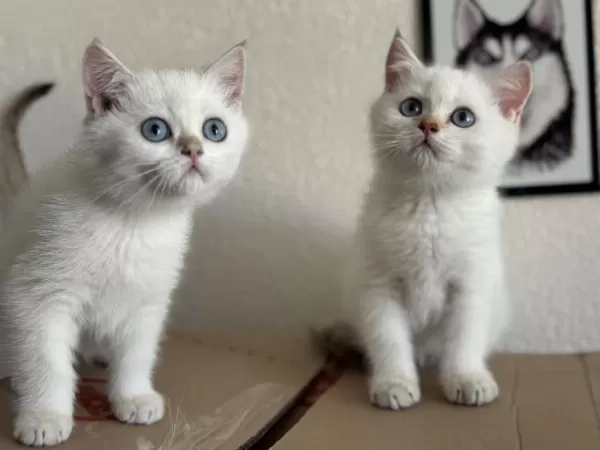 Ankarada Ziyarete Açık Golden British Shorthair