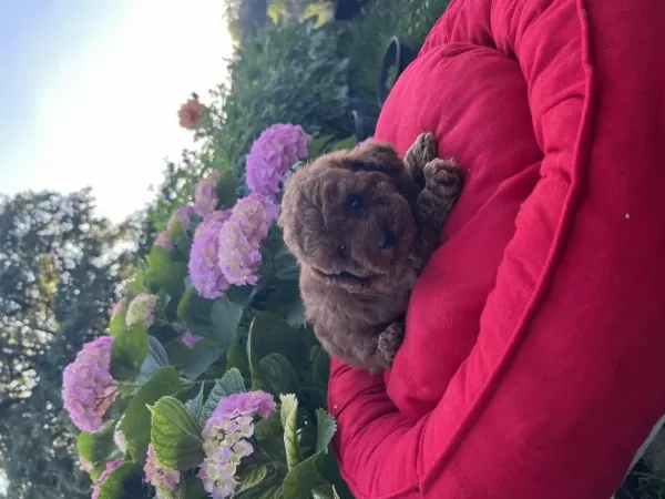 Orjinal Minyatür Toy Poodle Yavrular