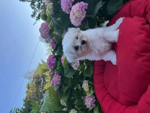 Orjinal Kar Beyaz Bichon Frise Yavrular