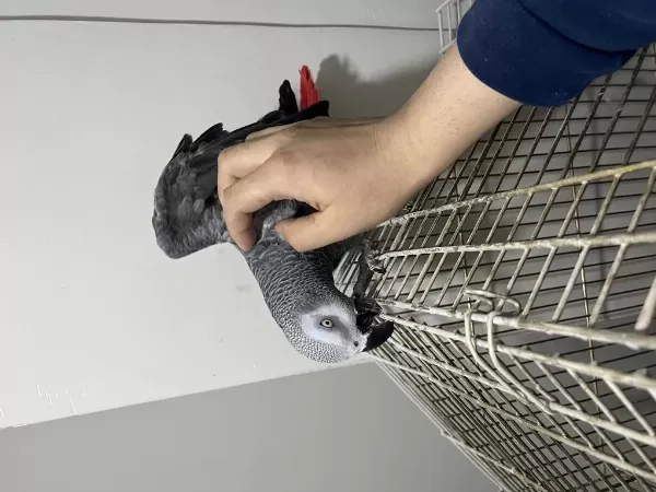 Full Evcil Jako Papağanı