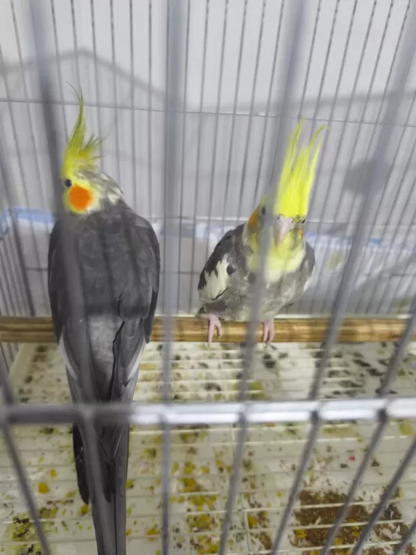 Yumurta Garantili Takım Sultan Papağanı