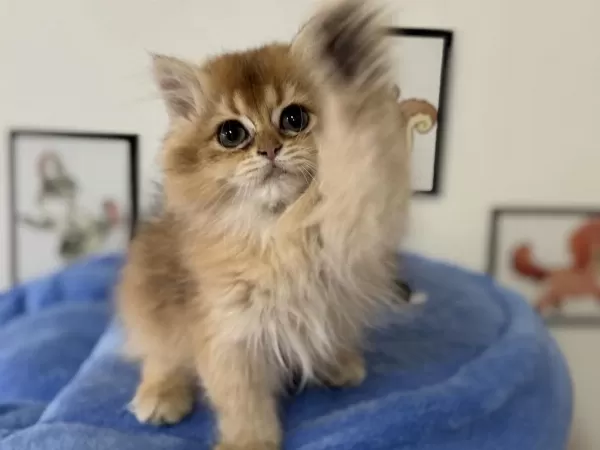 Ankarada Ziyarete Açık Golden British Longhair