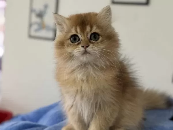 Ankarada Ziyarete Açık Golden British Longhair