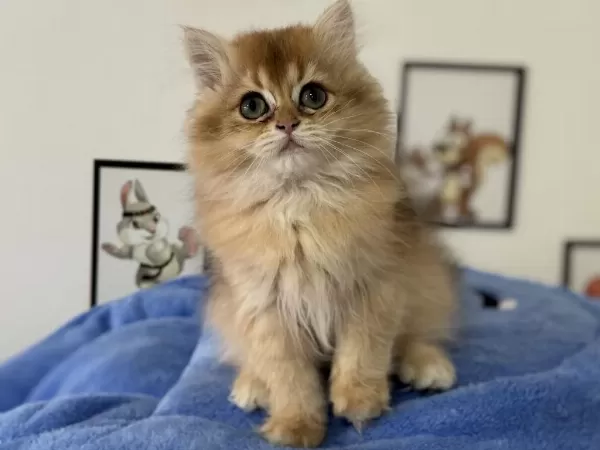Ankarada Ziyarete Açık Golden British Longhair