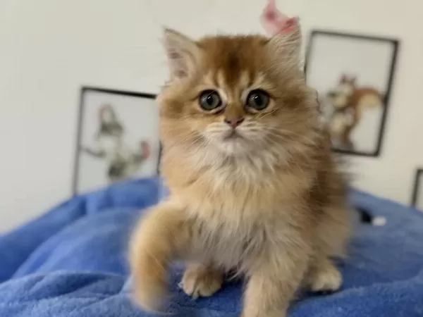 Ankarada Ziyarete Açık Golden British Longhair