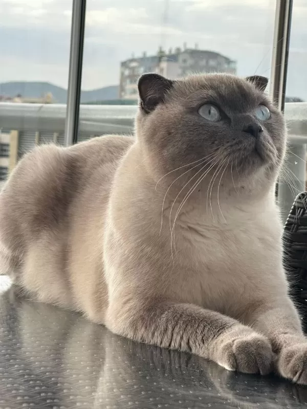 Scottish Fold Kedimize Acil Yuva Arıyoruz