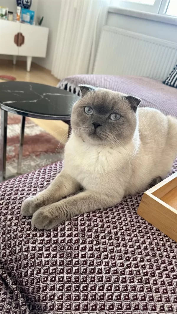 Scottish Fold Kedimize Acil Yuva Arıyoruz