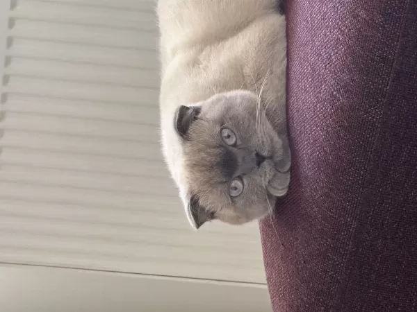 Scottish Fold Kedimize Acil Yuva Arıyoruz