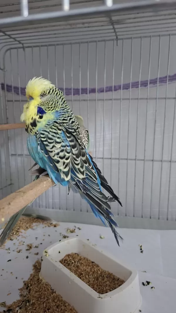 Show Jumbo Muhabbet Kuşu