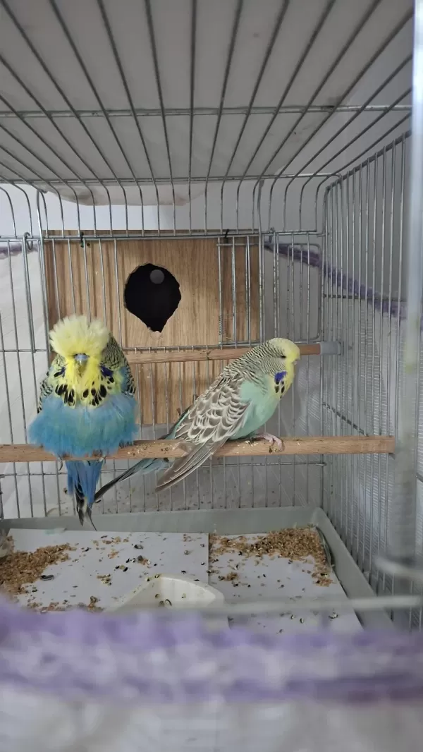 Show Jumbo Muhabbet Kuşu