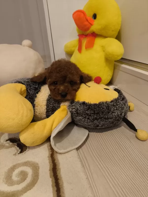 Kore Red Brown Toy Poodle Minicik Güzellikler