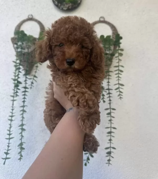 Toy Poodle Yavruları
