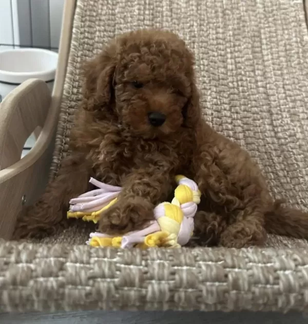 Toy Poodle Yavruları