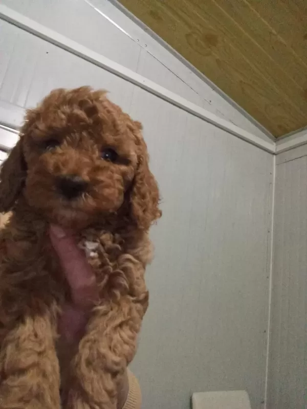 Toy Poodle Yavruları