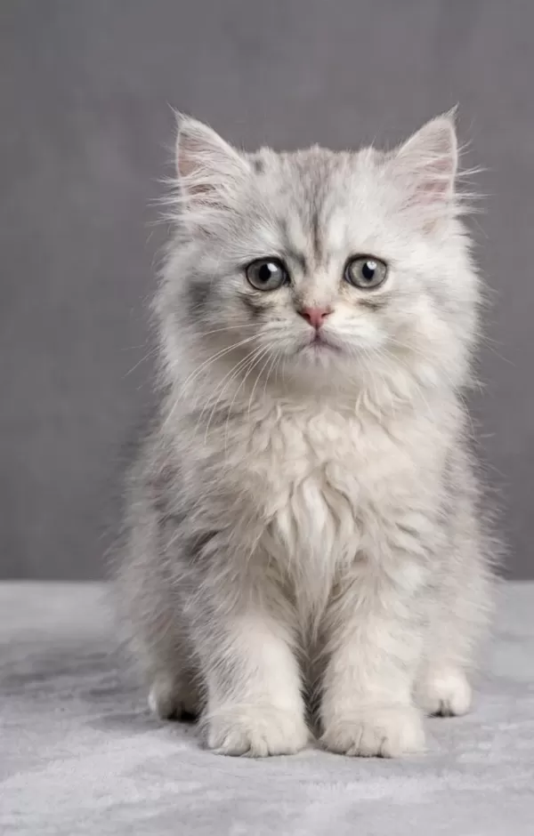 British Longhair Yavru Kedimiz Acil Sahiplendirme