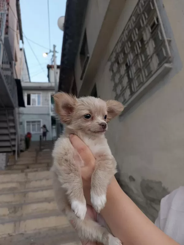 Muazzam Kalitede Elma Kafa Şivava