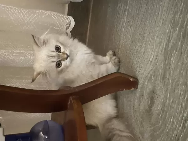 British Longhair Kedimizi Sahiplendirmek