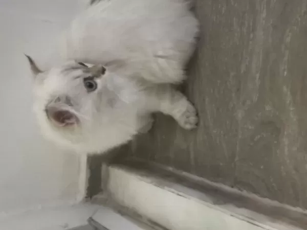 British Longhair Kedimizi Sahiplendirmek