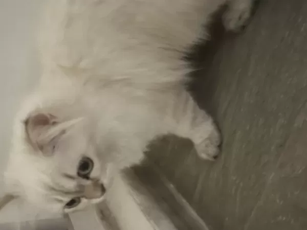 British Longhair Kedimizi Sahiplendirmek