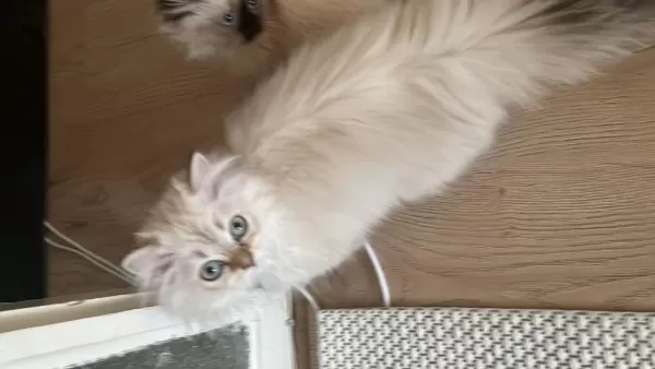 British Longhair Kedimizi Sahiplendirmek