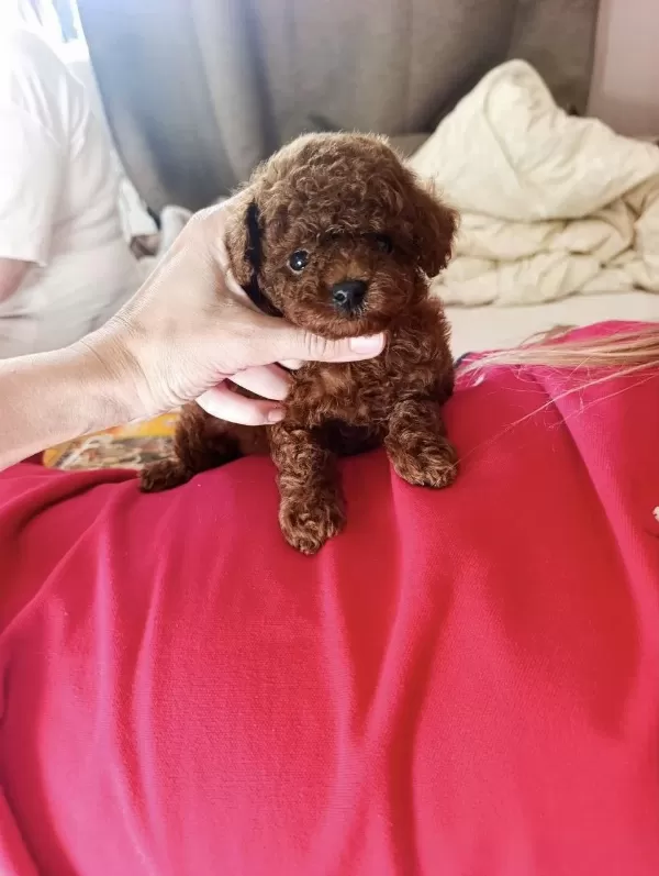 Toy Poodle Korean Yavrular