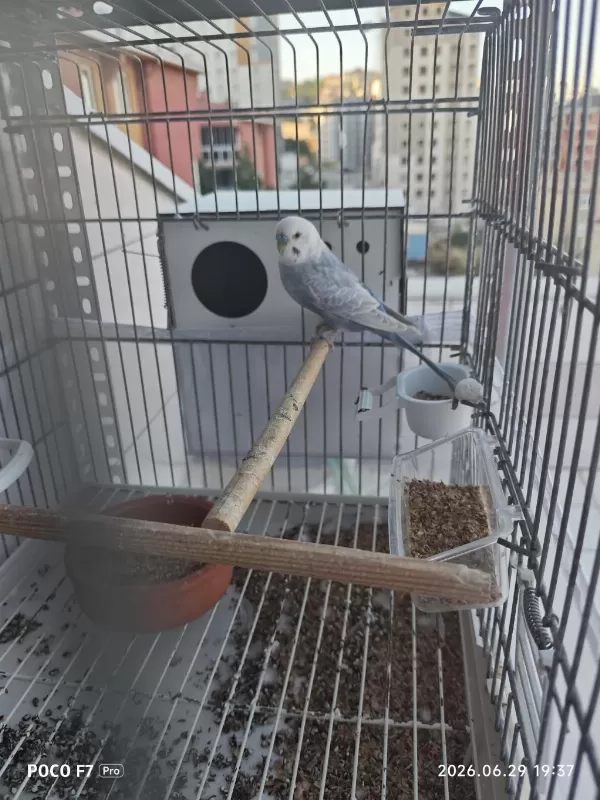 Sağlıklı Muhabbet Kuşu Takım