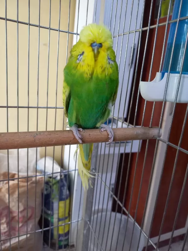 Show Jumbo Muhabbet Kuşu