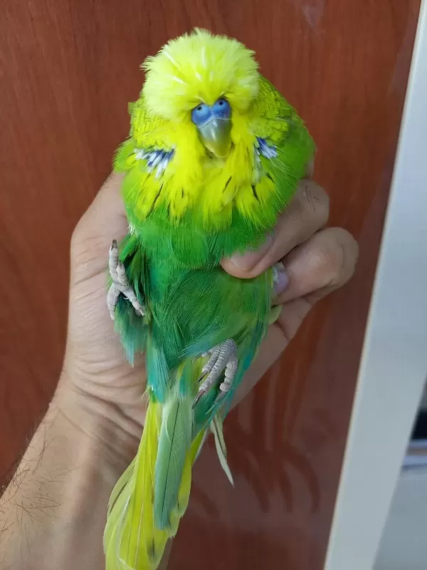 Show Jumbo Muhabbet Kuşu