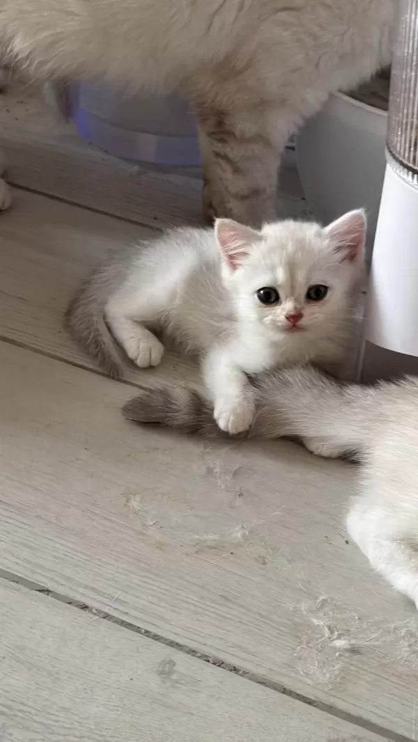 Muhteşem İnci Taneleri Kedilerim Yuvanıza Uğur Getirsin